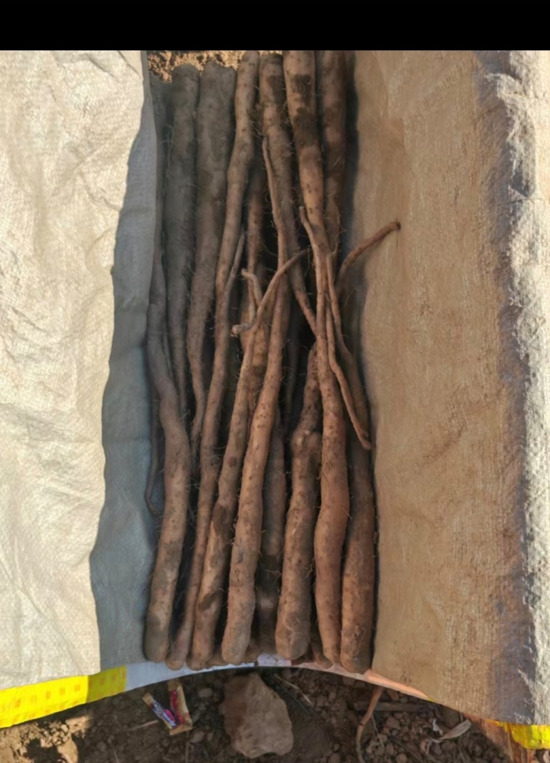 紫药豆苗