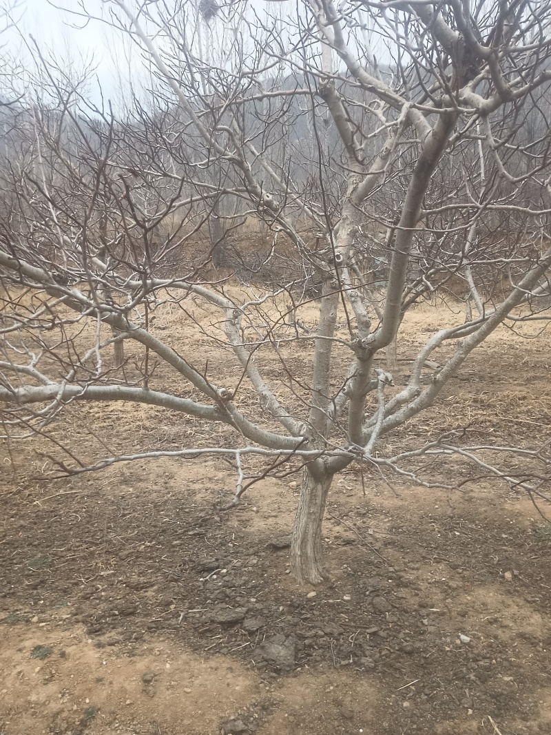山楂树
