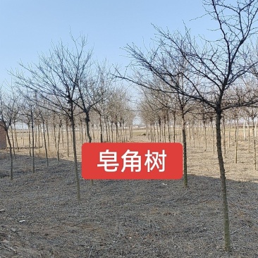 河北定州皂角树树苗绿化苗木乔灌木行道树基地直发