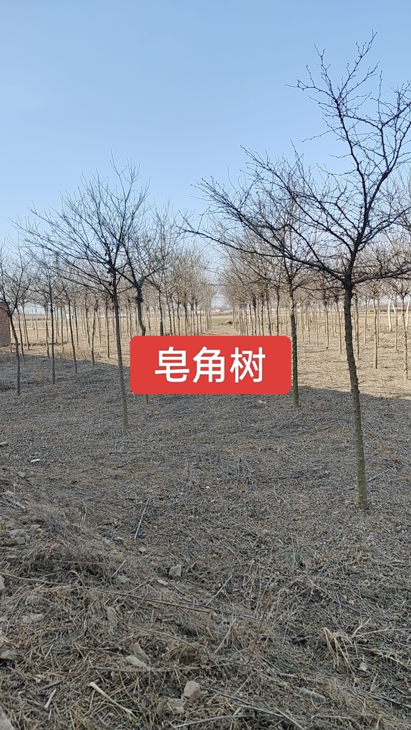 河北定州皂角树树苗绿化苗木乔灌木行道树基地直发