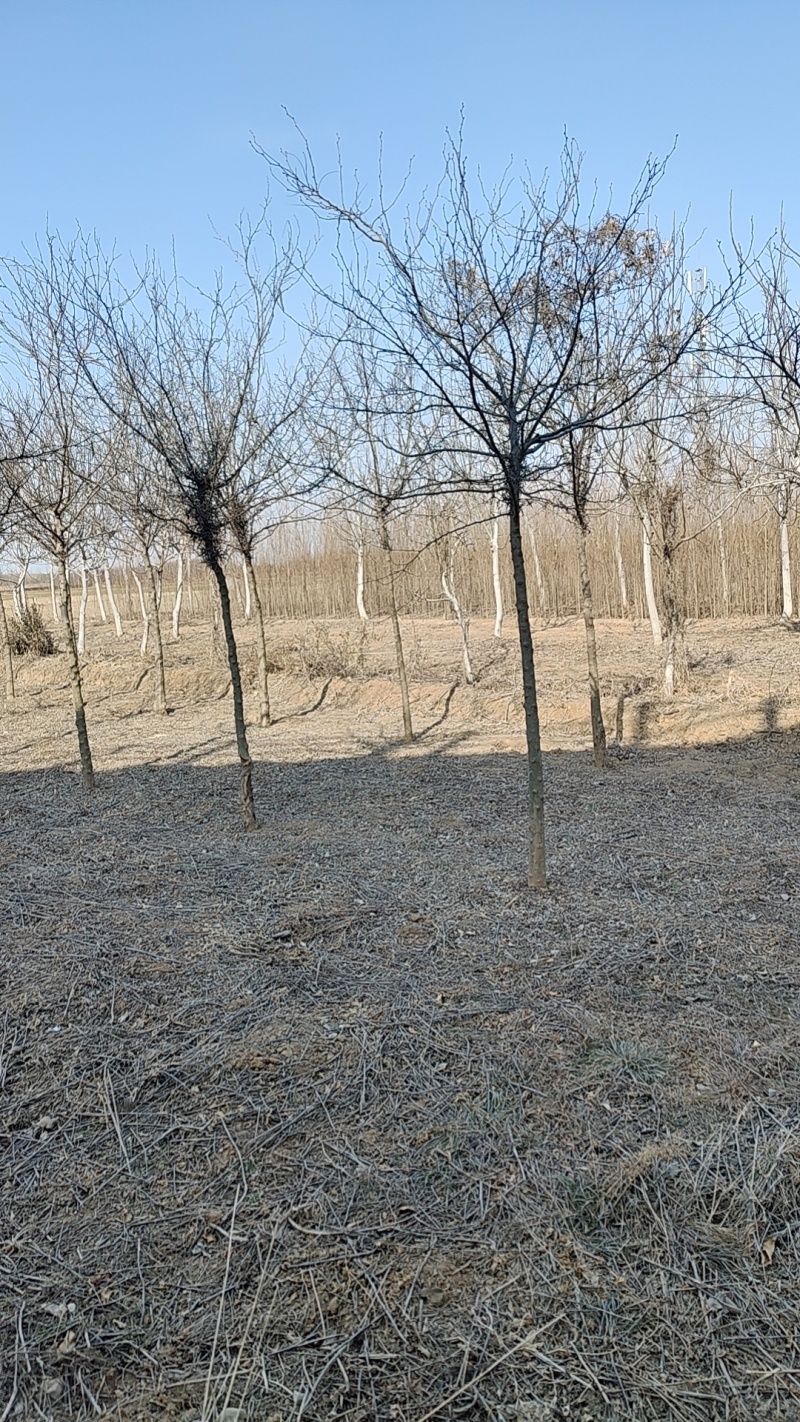 河北定州皂角树树苗绿化苗木乔灌木行道树基地直发