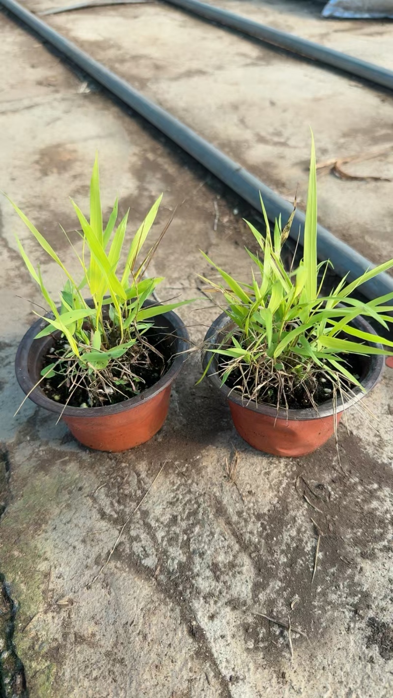 香根草