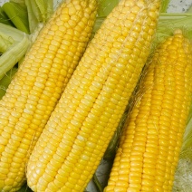 广东湛江太阳花甜玉米市场货电商货大量上市汁水足颗粒饱满