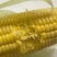 广东湛江太阳花甜玉米市场货电商货大量上市汁水足颗粒饱满