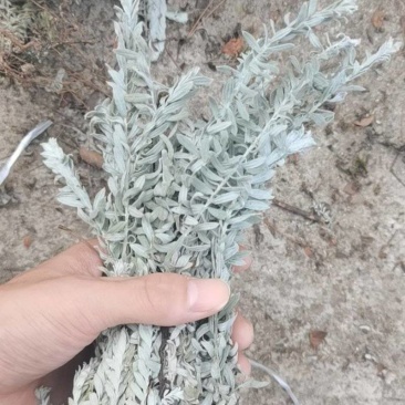 江西鹿茸草基地直发货源充足没有中间商欢迎咨询