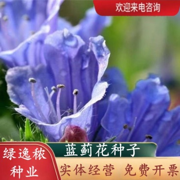 蓝蓟花种子室外庭院花卉耐寒园林种籽四季景观植物盆栽