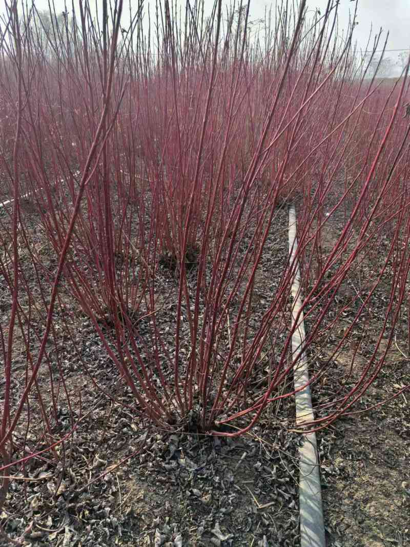 红瑞木基地直供球型饱满欢迎实地考察各种规格齐全