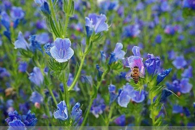 蓝蓟花种子室外庭院花卉耐寒园林种籽四季景观植物盆栽