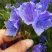 蓝蓟花种子室外庭院花卉耐寒园林种籽四季景观植物盆栽