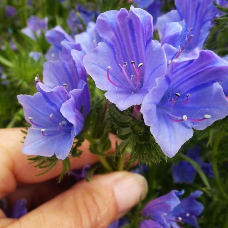 蓝蓟花种子室外庭院花卉耐寒园林种籽四季景观植物盆栽