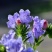 蓝蓟花种子室外庭院花卉耐寒园林种籽四季景观植物盆栽