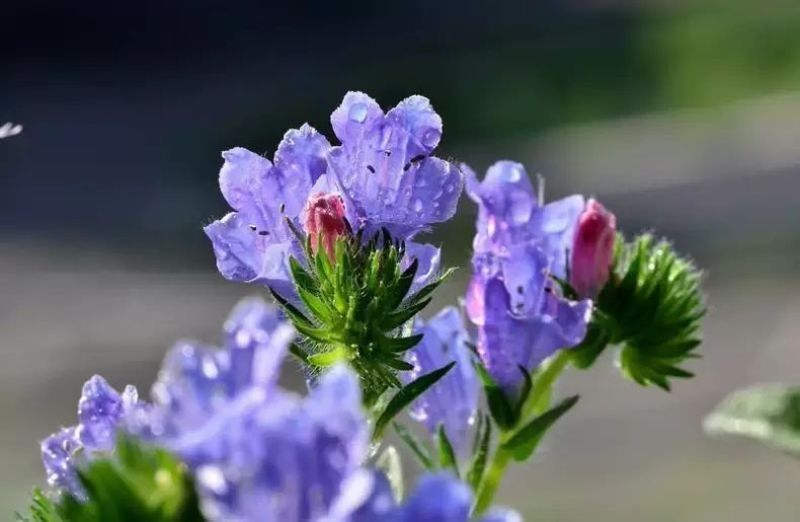 蓝蓟花种子室外庭院花卉耐寒园林种籽四季景观植物盆栽