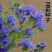 蓝蓟花种子室外庭院花卉耐寒园林种籽四季景观植物盆栽