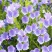 蓝蓟花种子室外庭院花卉耐寒园林种籽四季景观植物盆栽