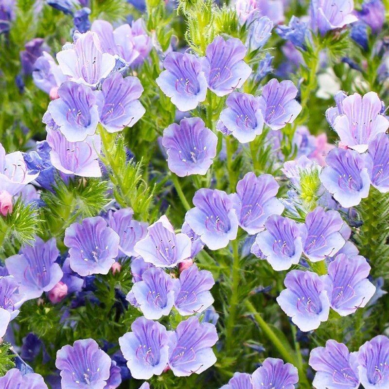 蓝蓟花种子室外庭院花卉耐寒园林种籽四季景观植物盆栽