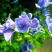 蓝蓟花种子室外庭院花卉耐寒园林种籽四季景观植物盆栽