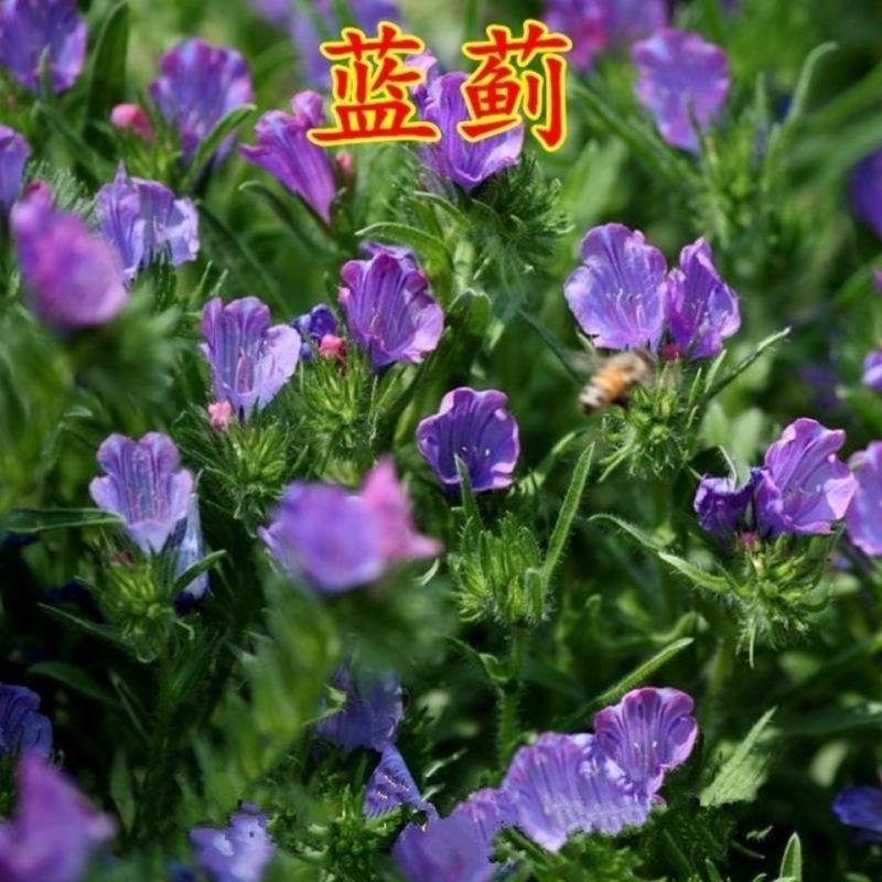 蓝蓟花种子室外庭院花卉耐寒园林种籽四季景观植物盆栽