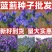 蓝蓟花种子室外庭院花卉耐寒园林种籽四季景观植物盆栽