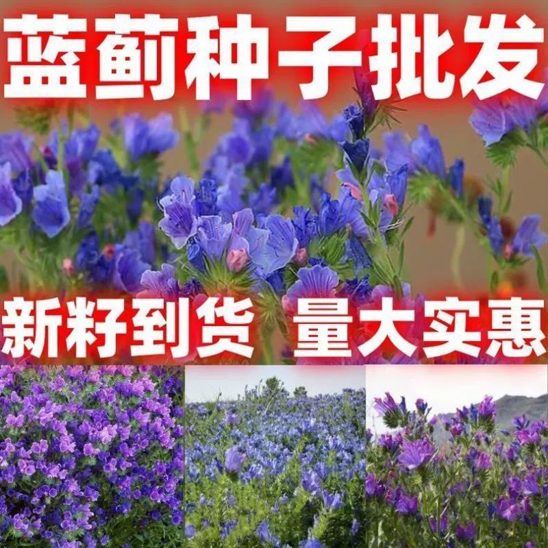蓝蓟花种子室外庭院花卉耐寒园林种籽四季景观植物盆栽