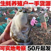 生蚝鲜活乳山牡蛎带壳海蛎子海鲜水产