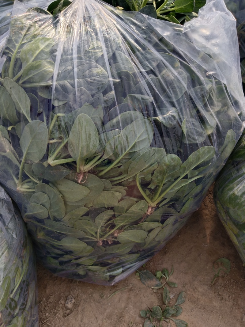 圆叶地趴波菜基地种植对接农户，各种包装可加冰瓶