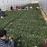 圆叶地趴波菜基地种植对接农户,各种包装可加冰瓶
