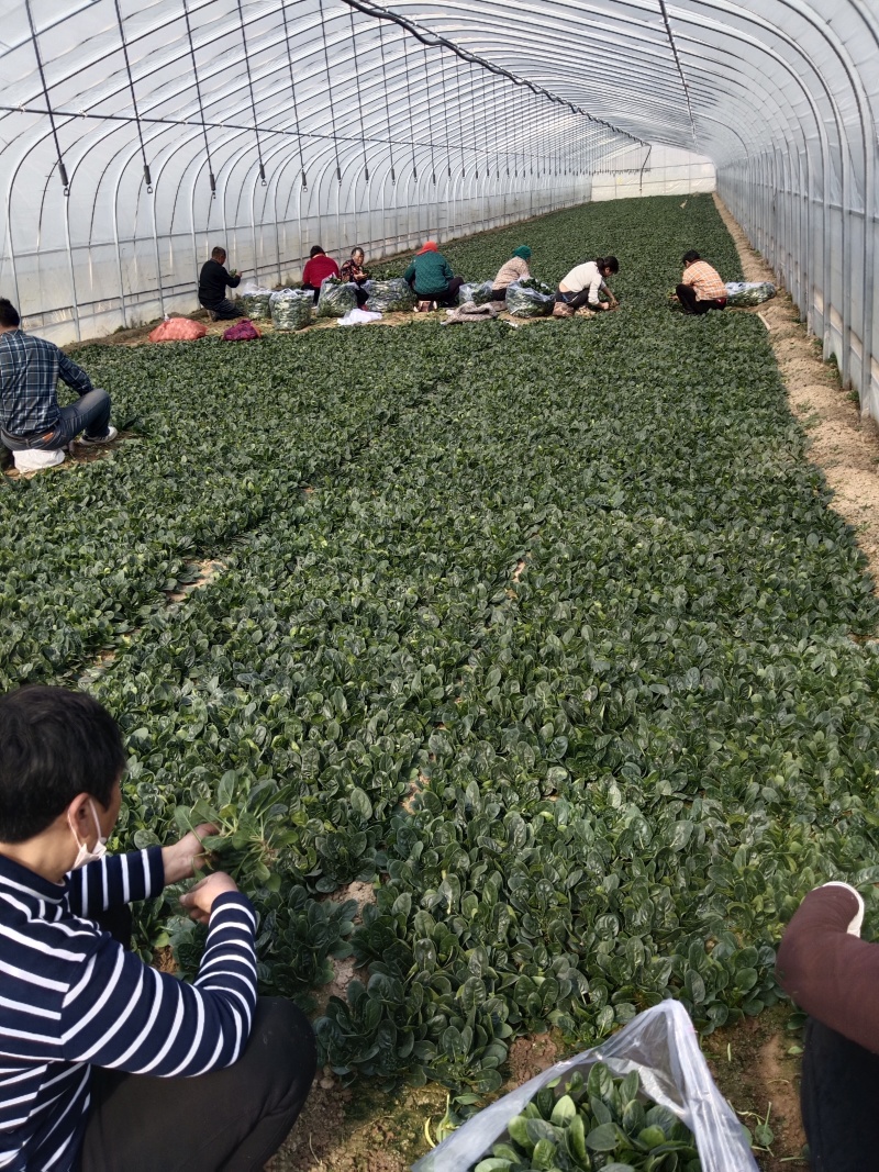 圆叶地趴波菜基地种植对接农户，各种包装可加冰瓶