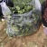 圆叶地趴波菜基地种植对接农户,各种包装可加冰瓶