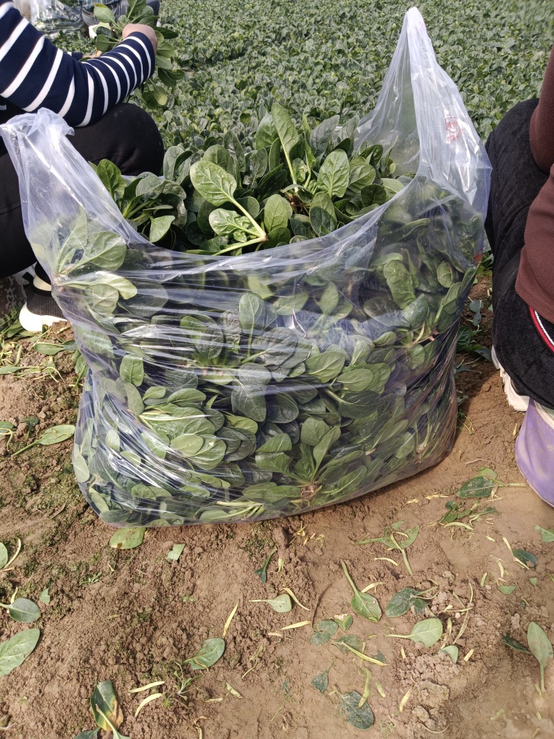 圆叶地趴波菜基地种植对接农户，各种包装可加冰瓶