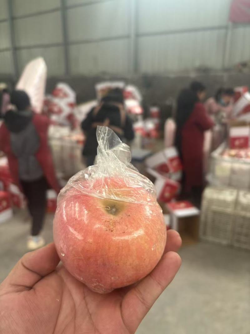 社区团购高山羊奶苹果产地直采