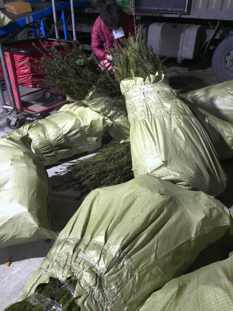 基地直销曼地亚红豆杉精品裸根苗，现挖速发品质优