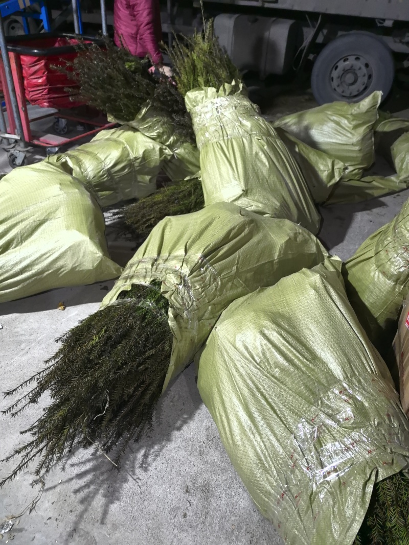 基地直销曼地亚红豆杉精品裸根苗，现挖速发品质优