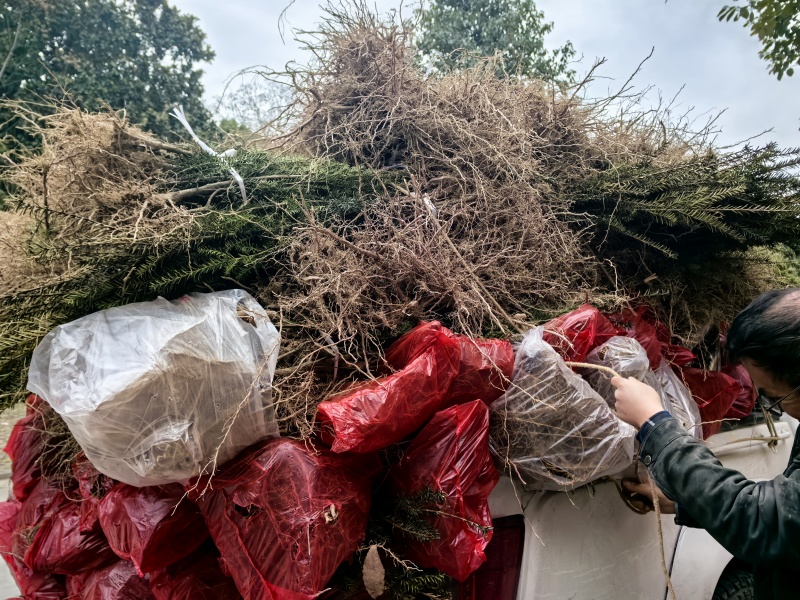 基地直销曼地亚红豆杉精品裸根苗，现挖速发品质优