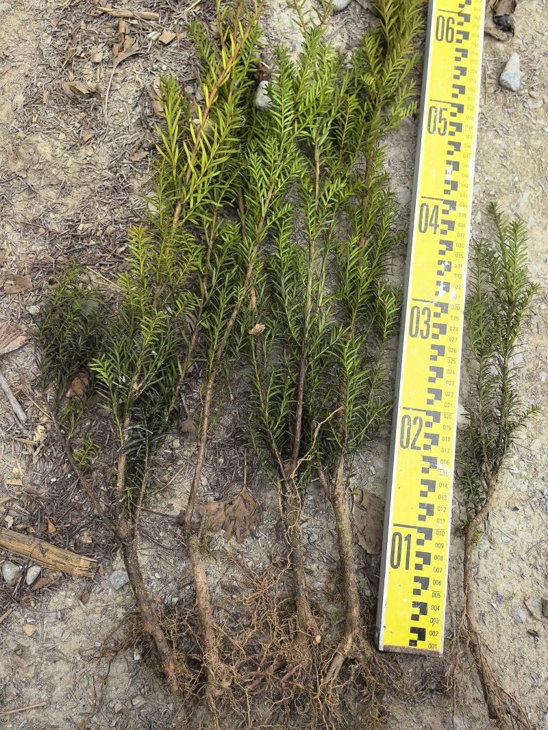 基地直销曼地亚红豆杉精品裸根苗，现挖速发品质优