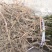 基地直销曼地亚红豆杉精品裸根苗，现挖速发品质优