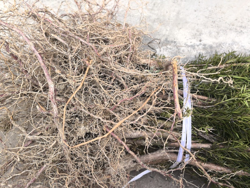 基地直销曼地亚红豆杉精品裸根苗，现挖速发品质优