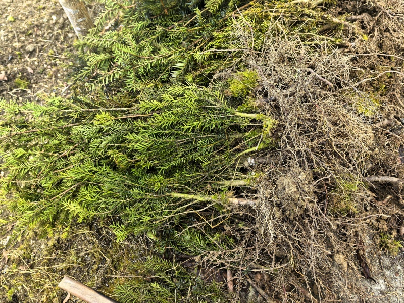 基地直销曼地亚红豆杉精品裸根苗，现挖速发品质优