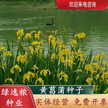 黄花鸢尾新采黄菖蒲种子花卉种子水生黄菖蒲种子水陆植物耐涝
