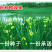 黄花鸢尾新采黄菖蒲种子花卉种子水生黄菖蒲种子水陆植物耐涝