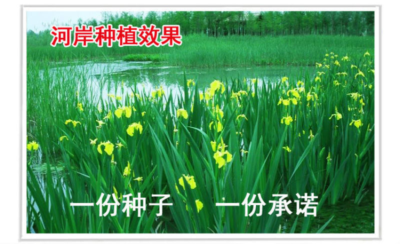 黄花鸢尾新采黄菖蒲种子花卉种子水生黄菖蒲种子水陆植物耐涝