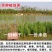黄花鸢尾新采黄菖蒲种子花卉种子水生黄菖蒲种子水陆植物耐涝