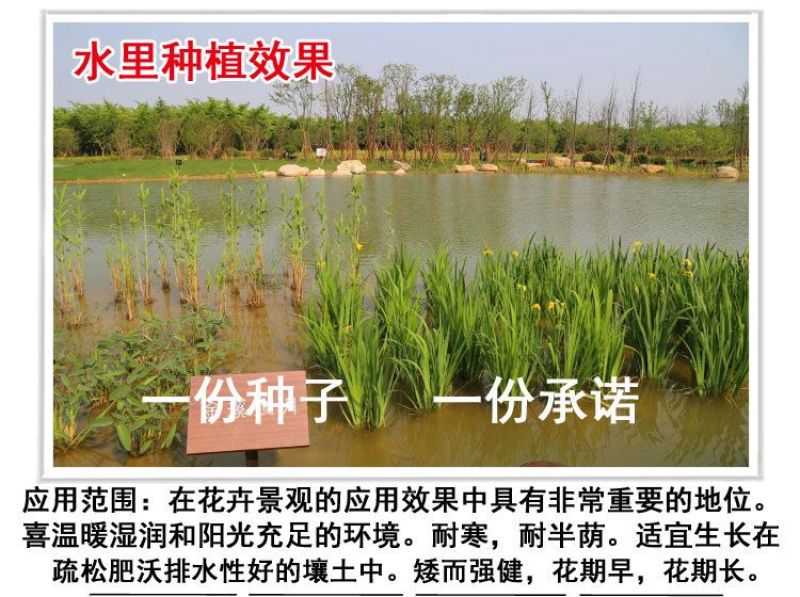 黄花鸢尾新采黄菖蒲种子花卉种子水生黄菖蒲种子水陆植物耐涝