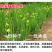 黄花鸢尾新采黄菖蒲种子花卉种子水生黄菖蒲种子水陆植物耐涝