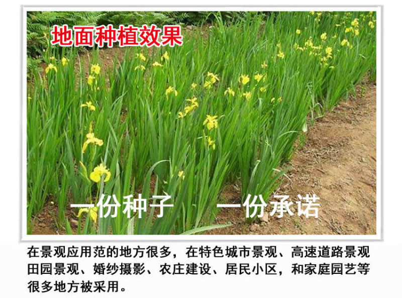 黄花鸢尾新采黄菖蒲种子花卉种子水生黄菖蒲种子水陆植物耐涝