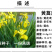 黄花鸢尾新采黄菖蒲种子花卉种子水生黄菖蒲种子水陆植物耐涝