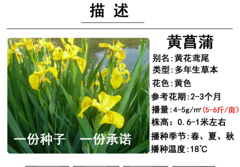 黄花鸢尾新采黄菖蒲种子花卉种子水生黄菖蒲种子水陆植物耐涝