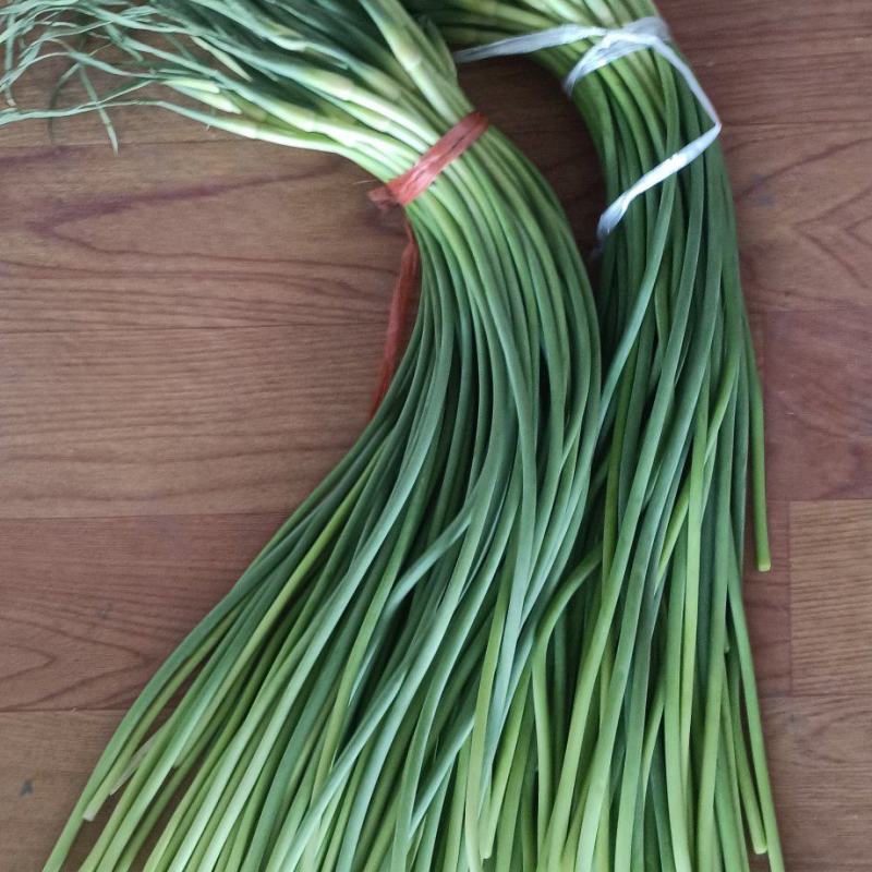 山东金乡蒜苔精品蒜薹产地直发冷库存储量大从优代发全国
