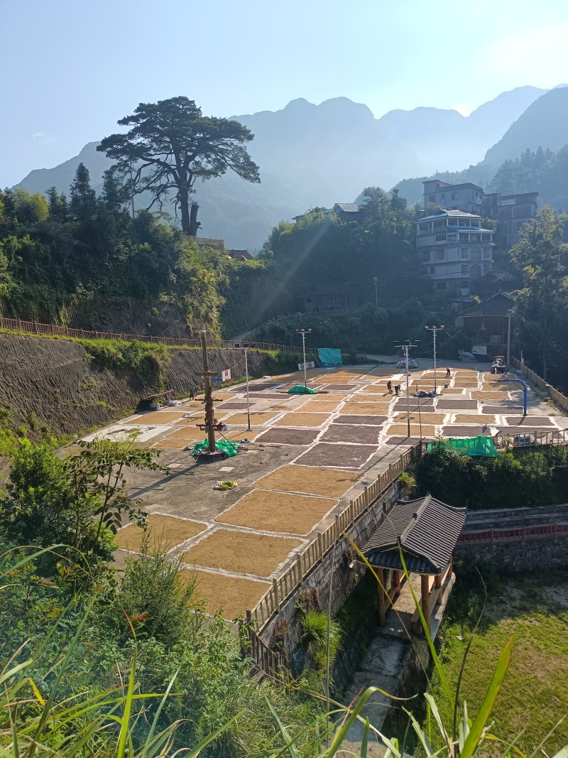 紫米/紫黑香米/紫米胚芽米/饭团紫米/梯田新米