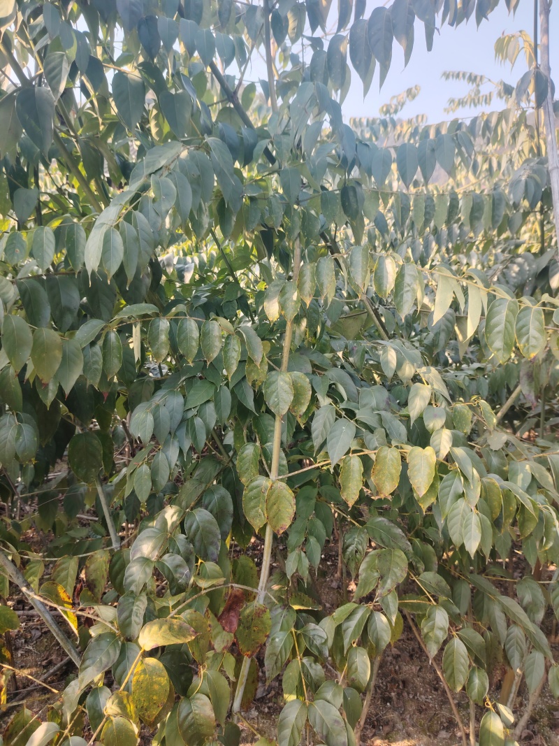 钩藤苗百亩基地苗圃直供高成活率免费技术指导欢迎致电