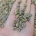 罗豆咖啡豆生豆18目13目二级现货